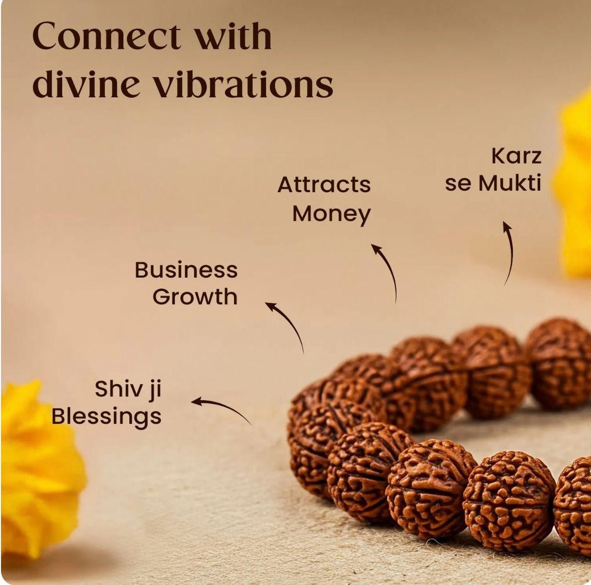 7 Mukhi Rudraksha Bracelet k72d12-5v