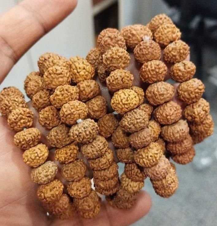 7 Mukhi Rudraksha Bracelet k72d12-5v
